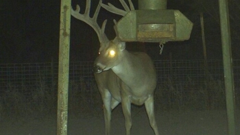 ????